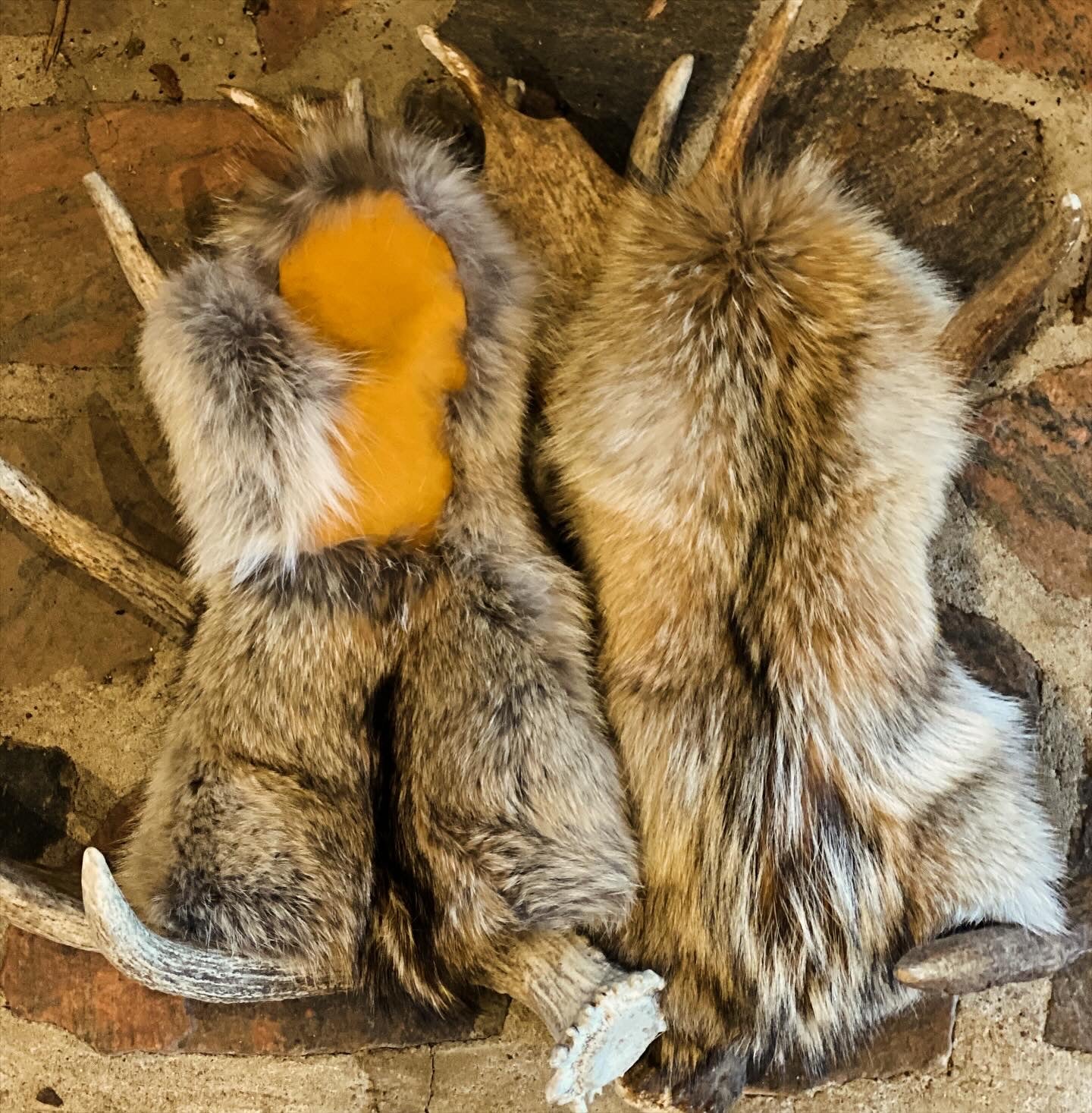 Coyote Guantlet Mittens